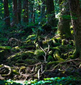 Explore Aokigahara: Haunting Beauty & Silence at Mount Fuji - A Unique Experience.