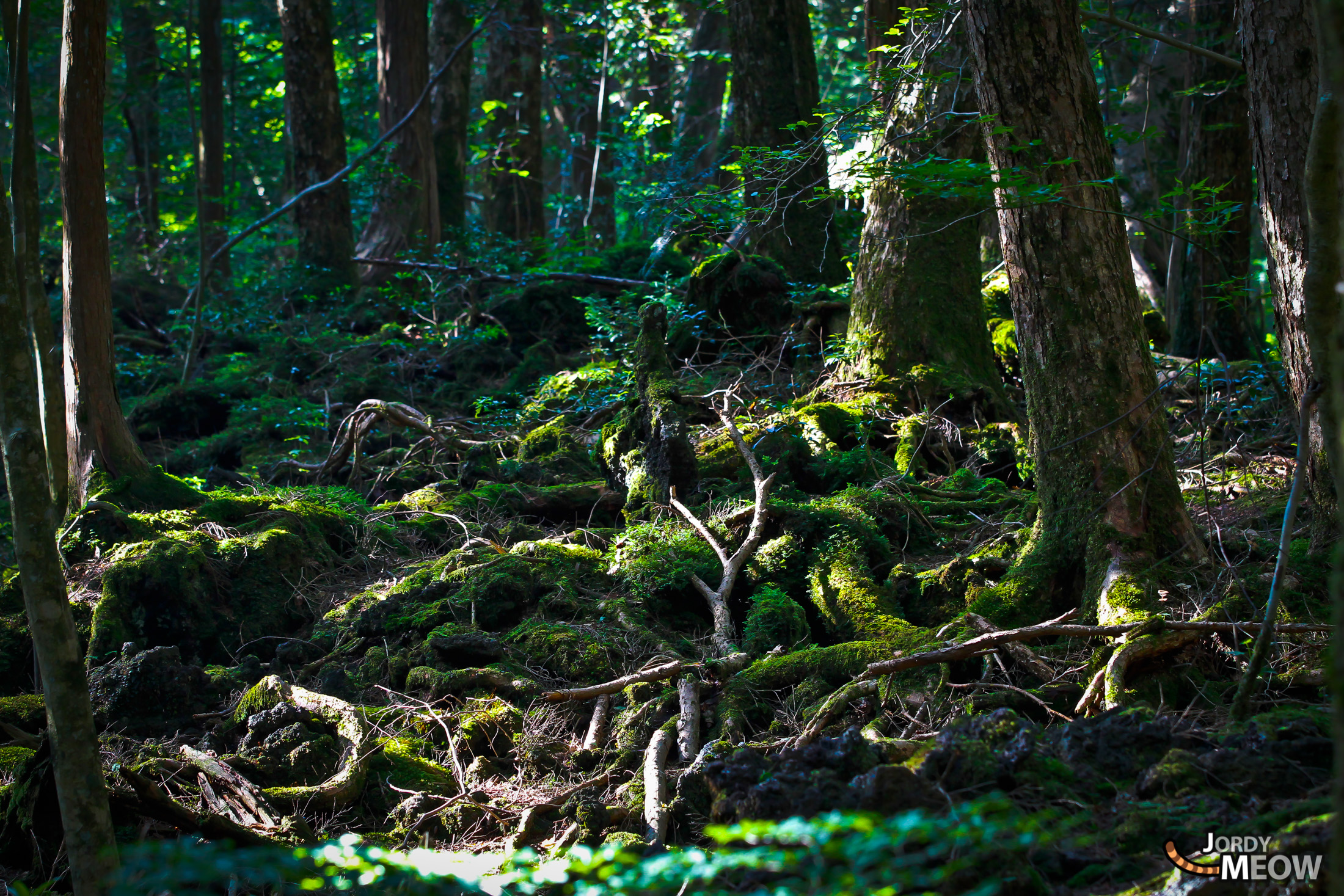 Explore Aokigahara: Haunting Beauty & Silence at Mount Fuji - A Unique Experience.