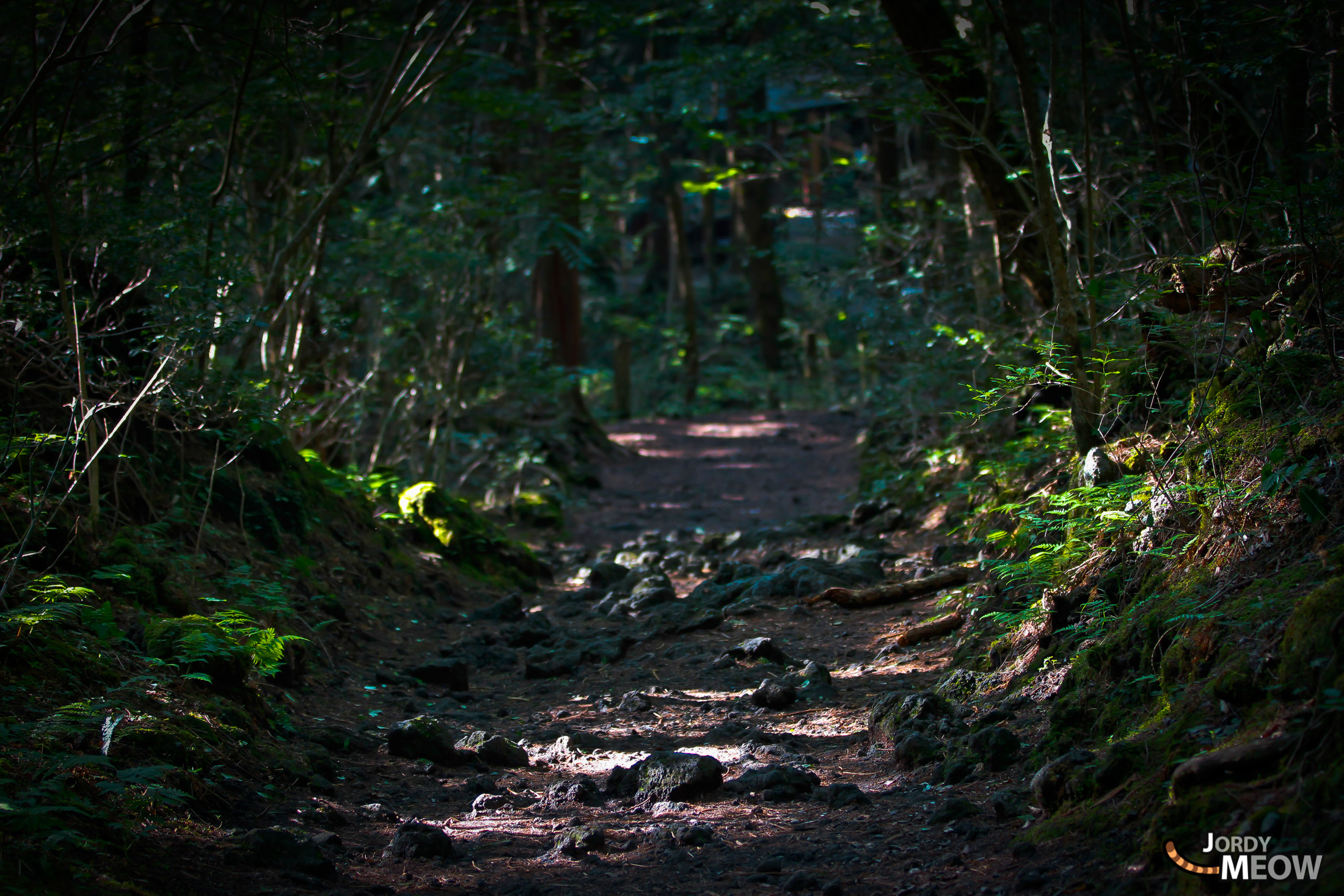 Aokigahara