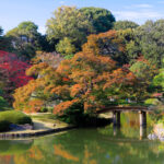 Tranquil autumn beauty in Japanese garden with vibrant foliage surrounding serene pond.