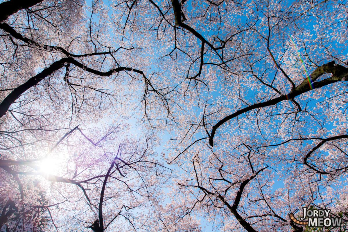 Ethereal cherry blossoms blooming under clear spring sky, creating serene natural landscape.