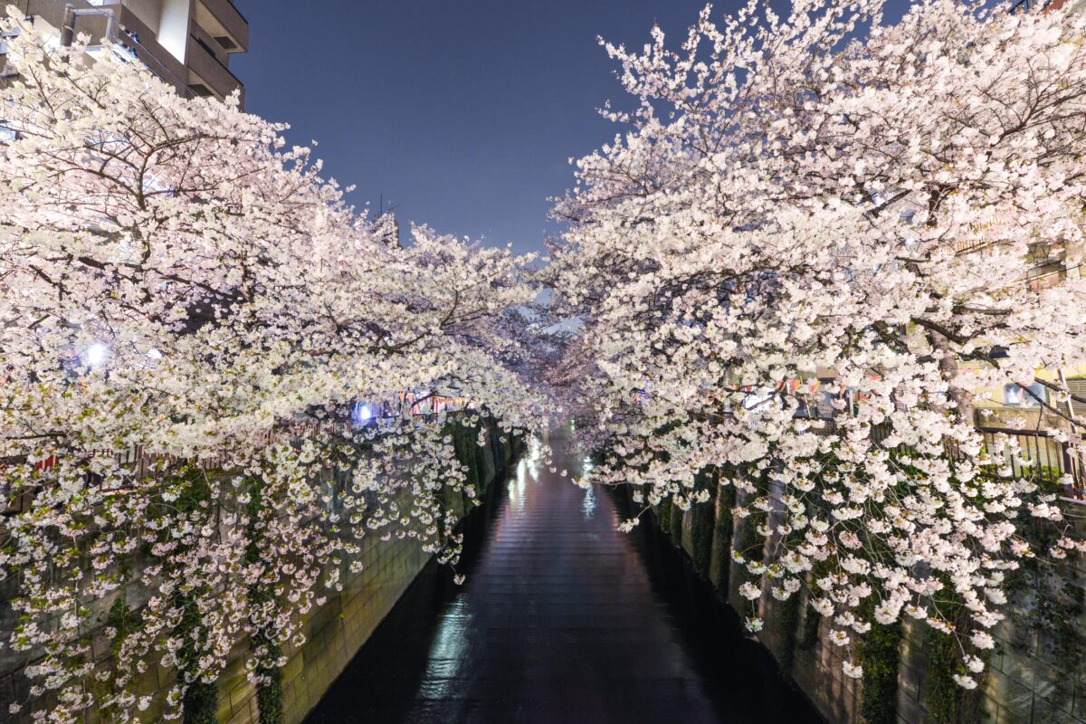 Tranquil Cherry Blossoms Canal Scene in Naka-Meguro, Tokyo.