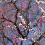 Tranquil white cherry blossoms in bloom at Shinjuku Garden, Tokyo, against red foliage backdrop.