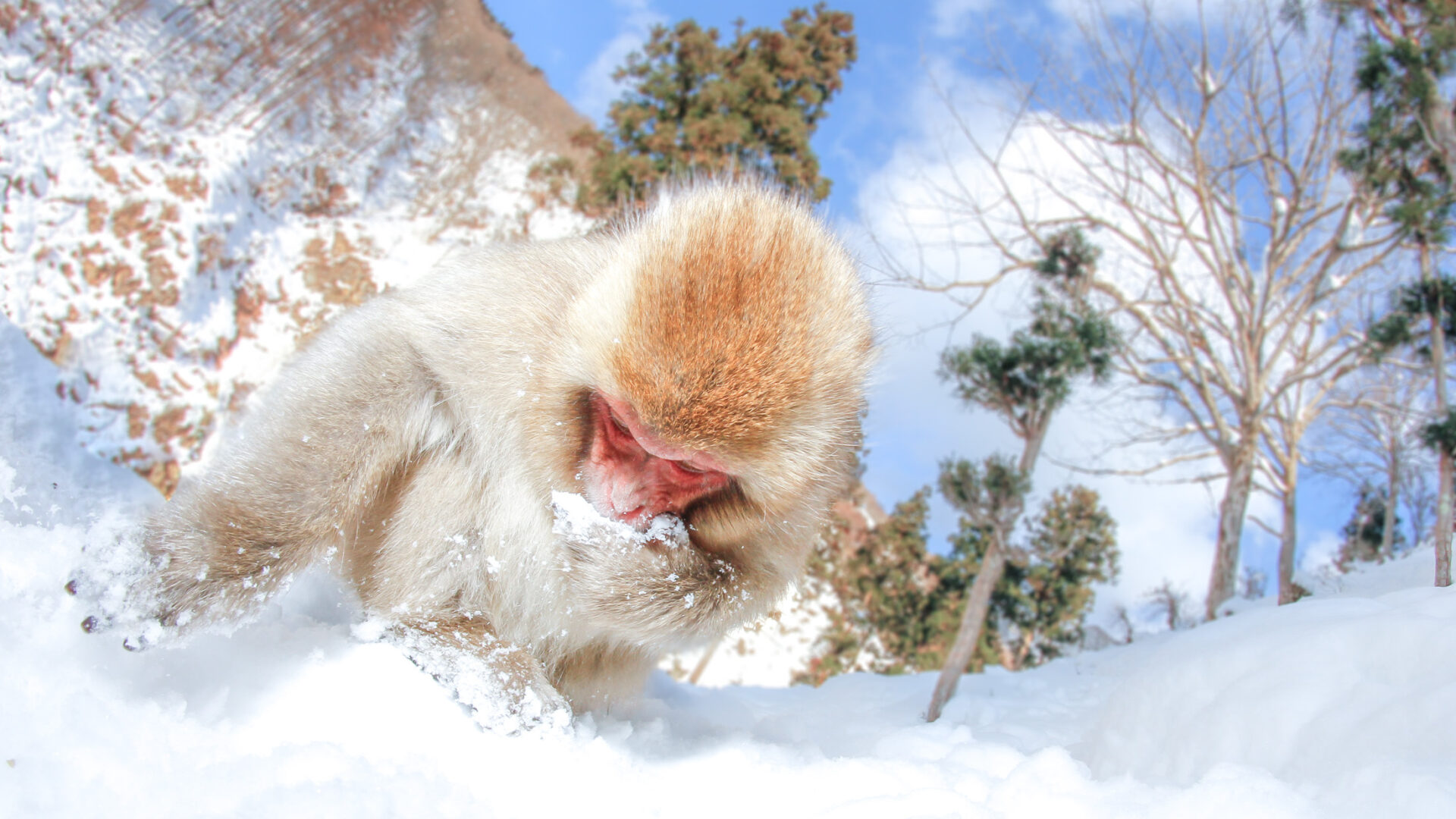 Snow Monkey Drinking Water in Winter Wonderland - A Serene Scene of Survival.