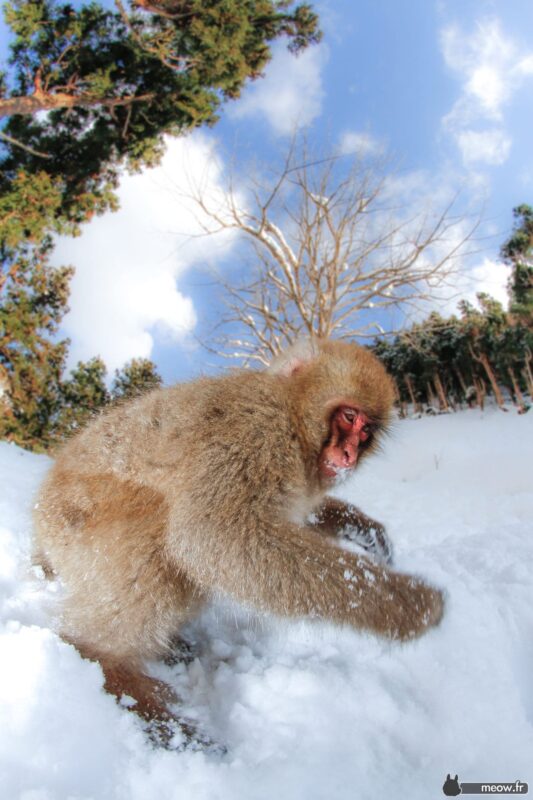 Snow Monkey in Snowy Forest Grooming, Japanese Macaque in Winter Wonderland.