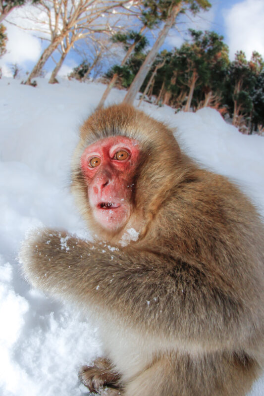 Snow monkey in Jigokudani Valley, surrounded by snow-covered trees in picturesque winter scene.