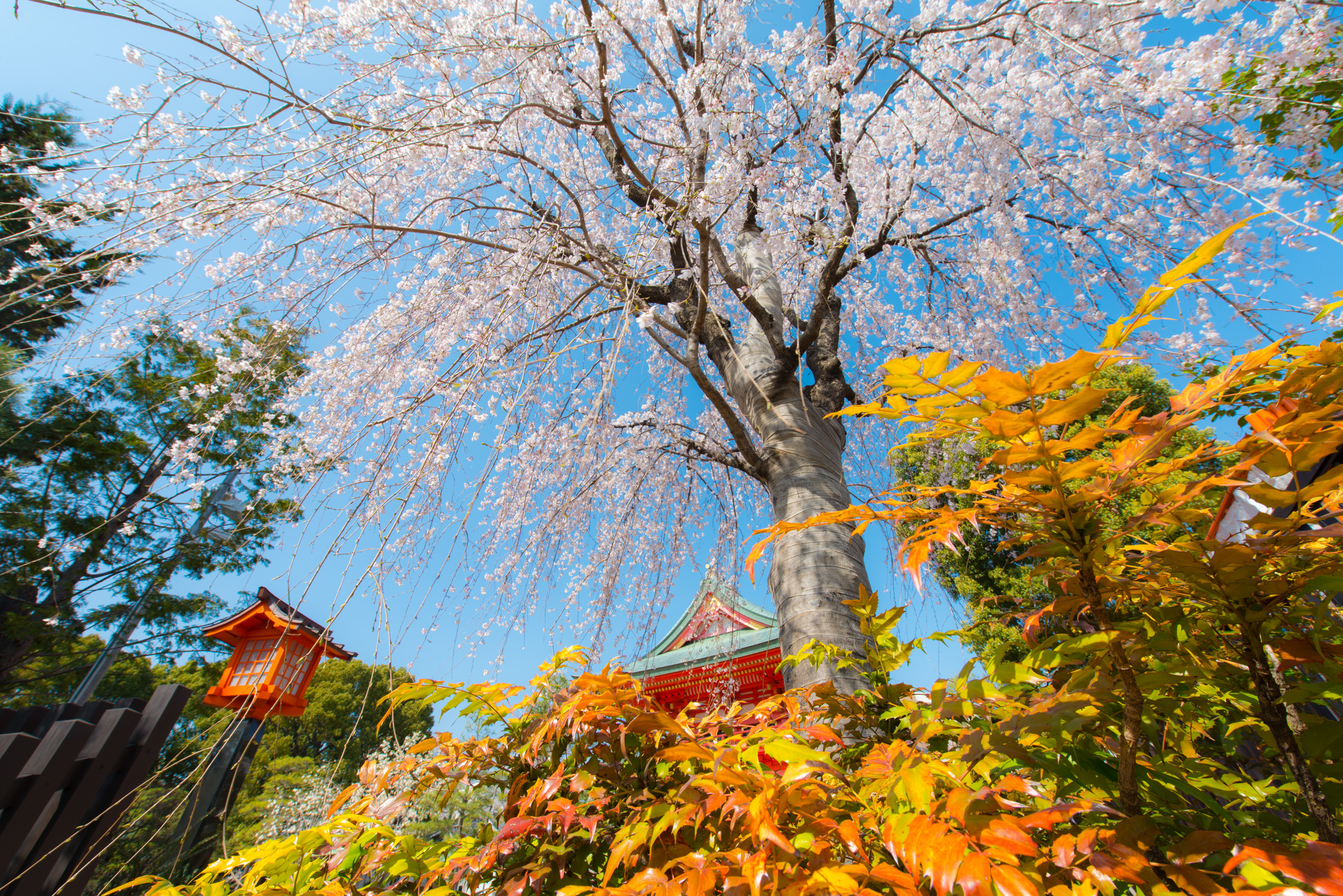 Cherry Blossom Beauty in Tokyo: A vibrant display of nature and culture in Japan.