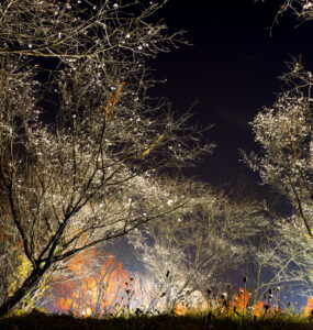 Enchanting night view of Fuyuzakura cherry trees at Sakurayama Park in autumn, Japan.