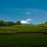 Mount Fujis Serene Tea Fields: Captivating Beauty