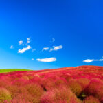 Kochia Bushes in Full Bloom at Hitachi Seaside Park, Japan.