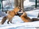 Enchanting snow foxes playing in Miyagis winter wonderland.