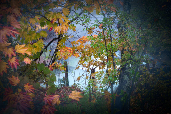 Japanese Autumn Leaves Spa Retreat - Tranquil natural scene with vibrant foliage.