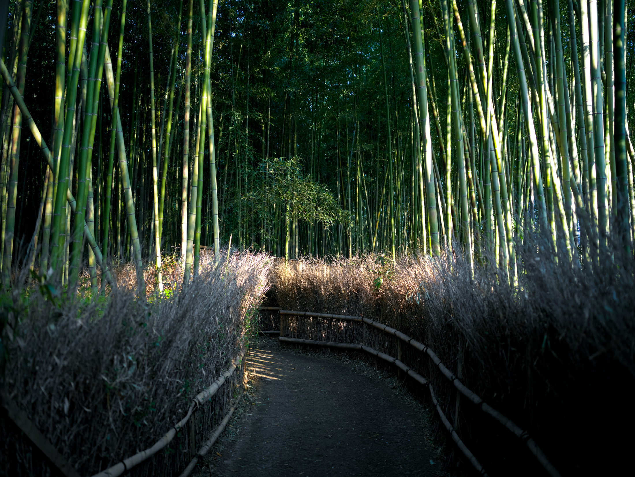 Bamboo