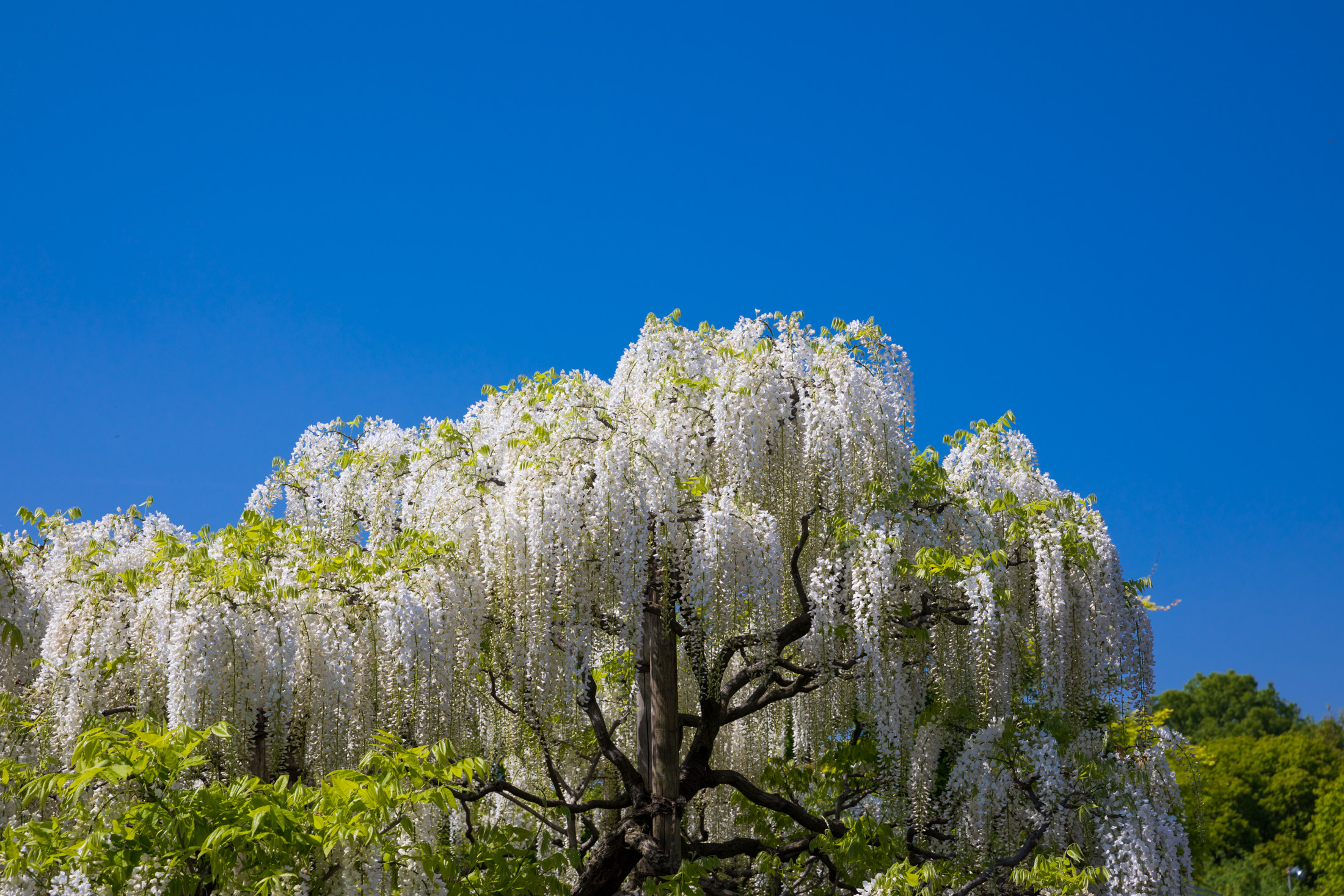 Ashikaga