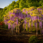 Magnificent cascading wisteria at Ashikaga Flower Park, Japan.