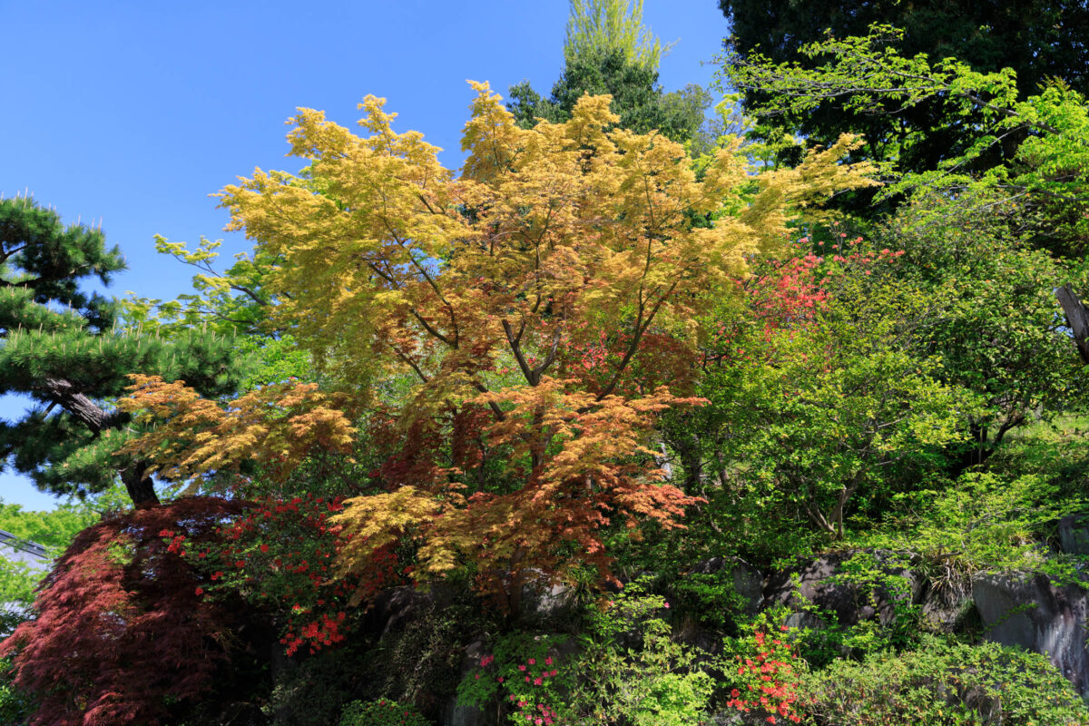 Shōrinzan Daruma-ji Temple