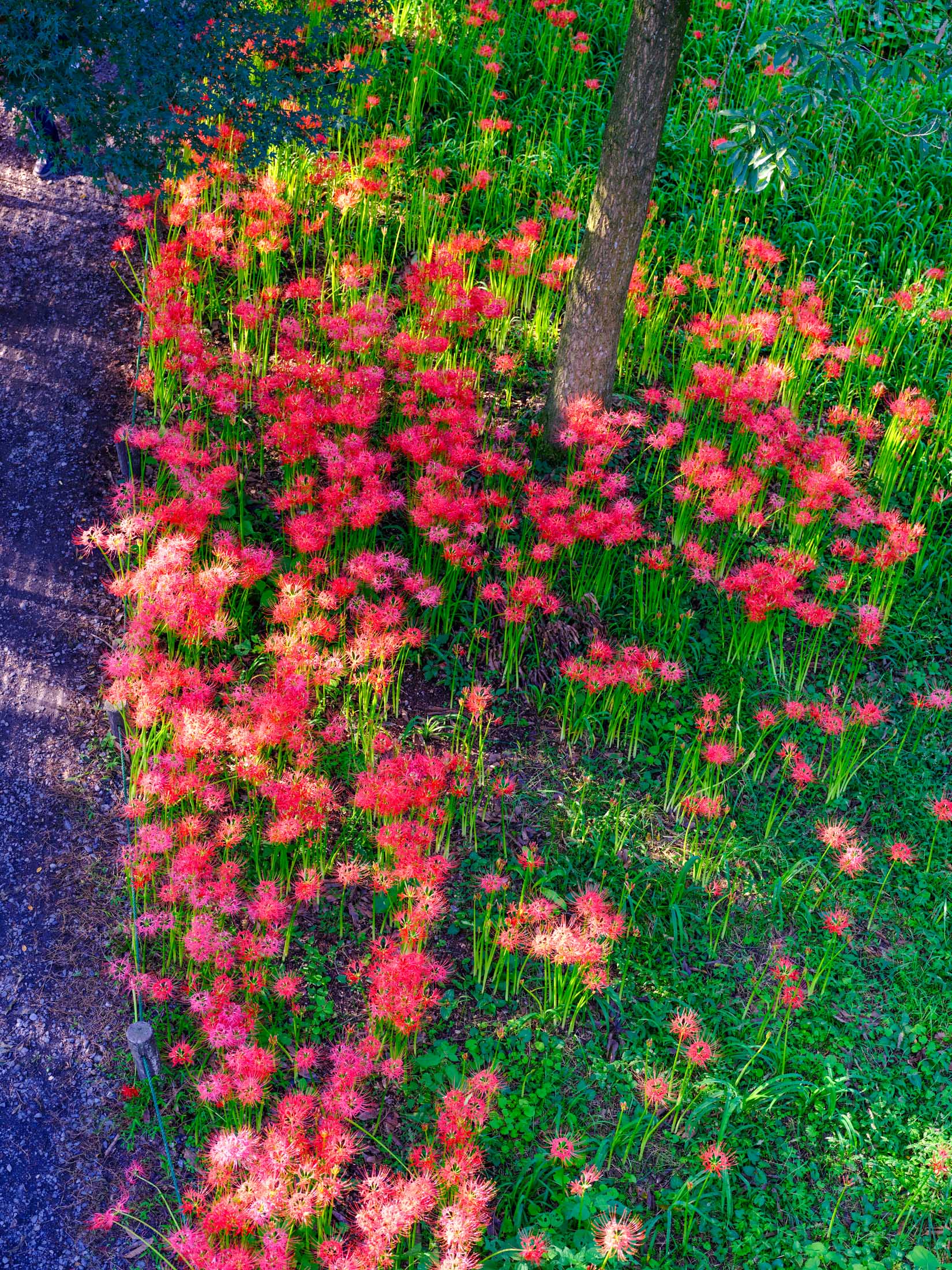 Spider Lily