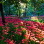 Stunning red azalea forest oasis