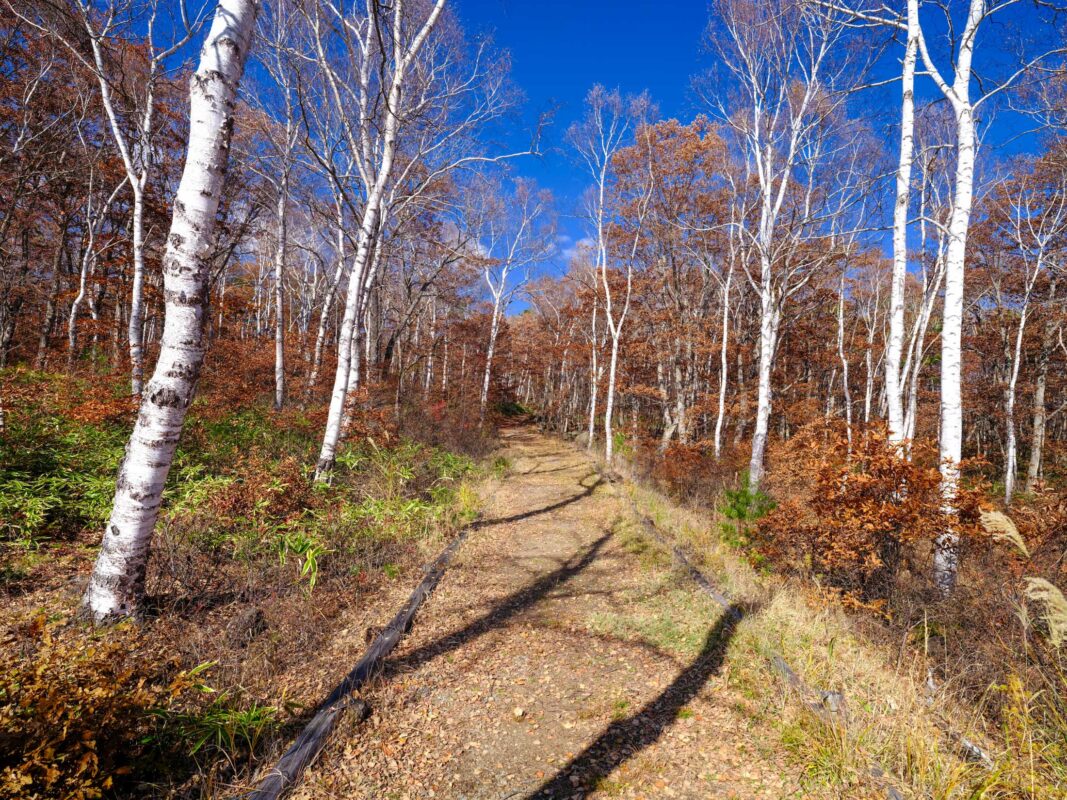 Autumn birch trail, scenic woodland hiking path.