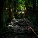 Mossy forest trail at Jinjoji Temple, Japan