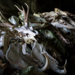 Pile of deer skulls with antlers in dark shrine, moody ritual bone photography