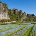 Yabakei Japan flower fields with blue blooms, river path, and towering cliffs under clear sky