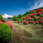 Azalea-covered earthworks and moats at Yamanaka Castle Ruins with Mount Fuji in distance.