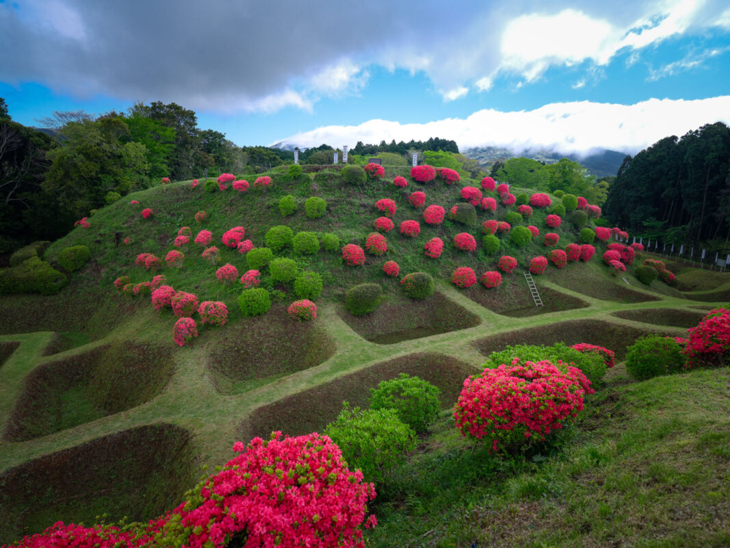 Azaleas blooming across Yamanaka Castle Ruins earthworks under cloudy sky