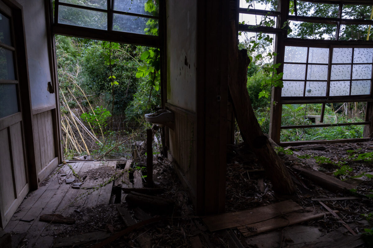 Nature reclaims abandoned clinic room with broken windows, rusted sink, and tree through floor.