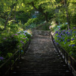 Stone steps at Hase-dera Temple in Nara, Japan, lined with blooming hydrangeas.