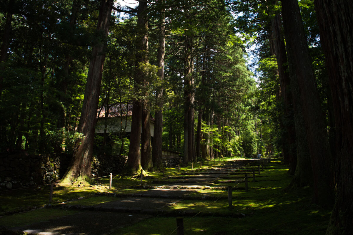 Mossy cedar forest path leading to Heisenji Hakusan Shrine, sunlight filtering through trees.