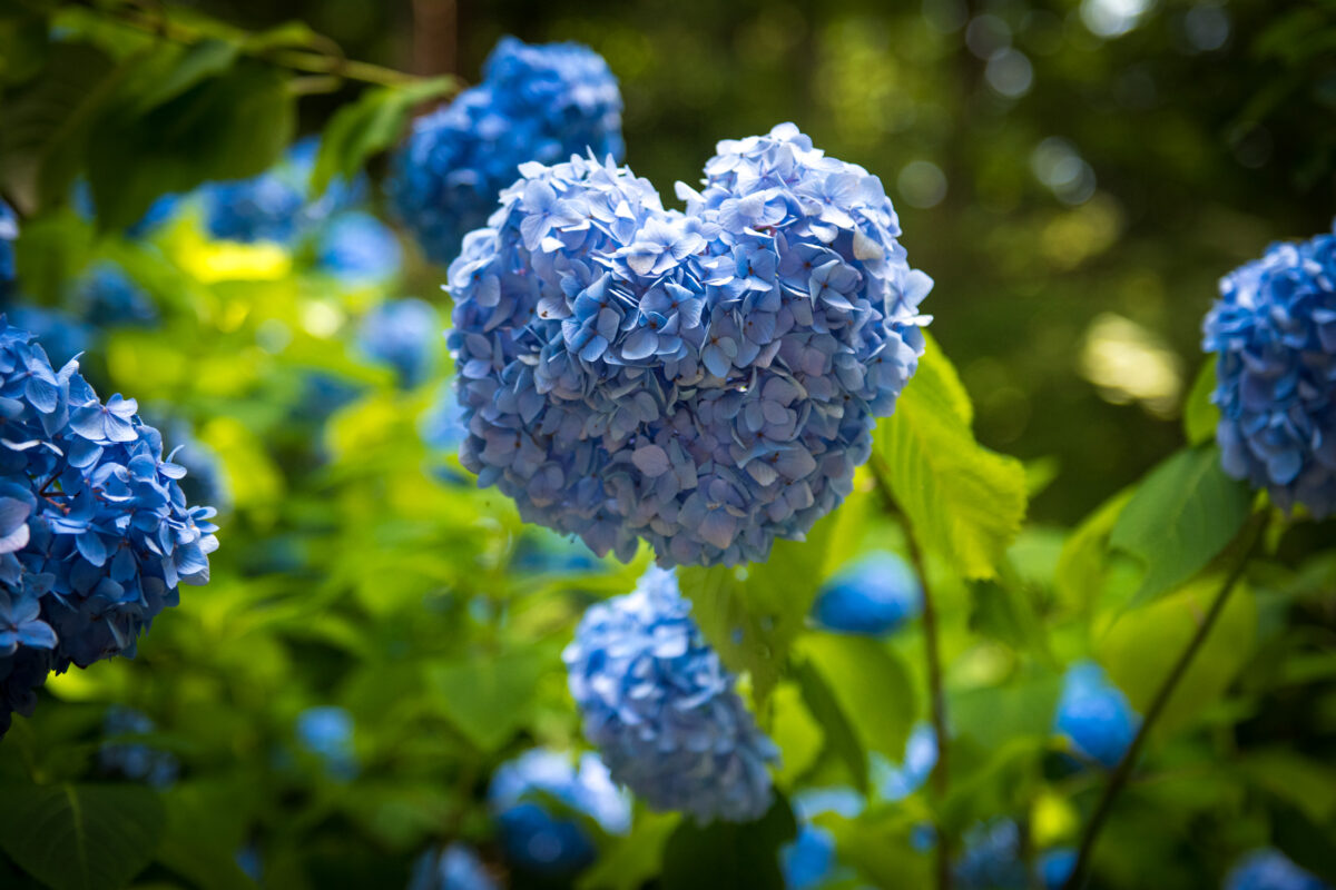 Close-up of blue hydrangea blooms in Kongōrin-ji Temple garden, Japan.