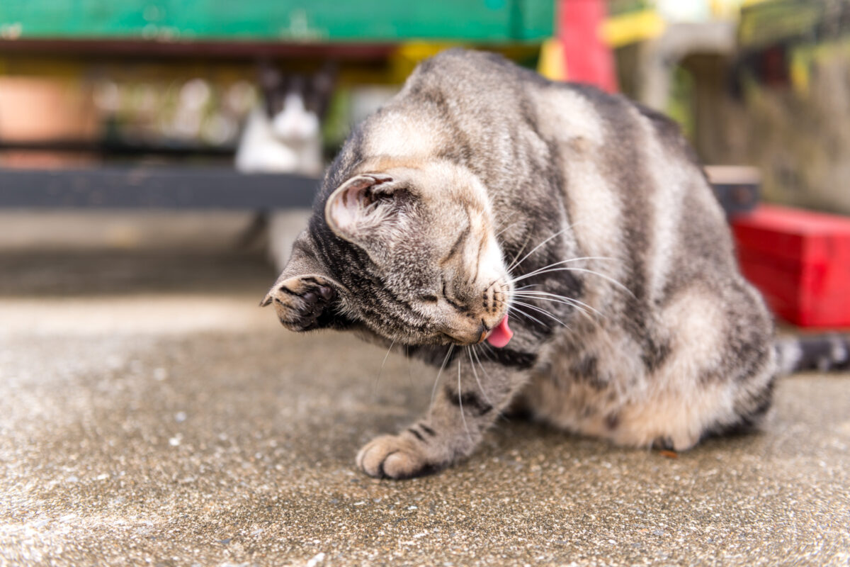 Tabby cat grooming on sandy ground in a quiet yard outdoors