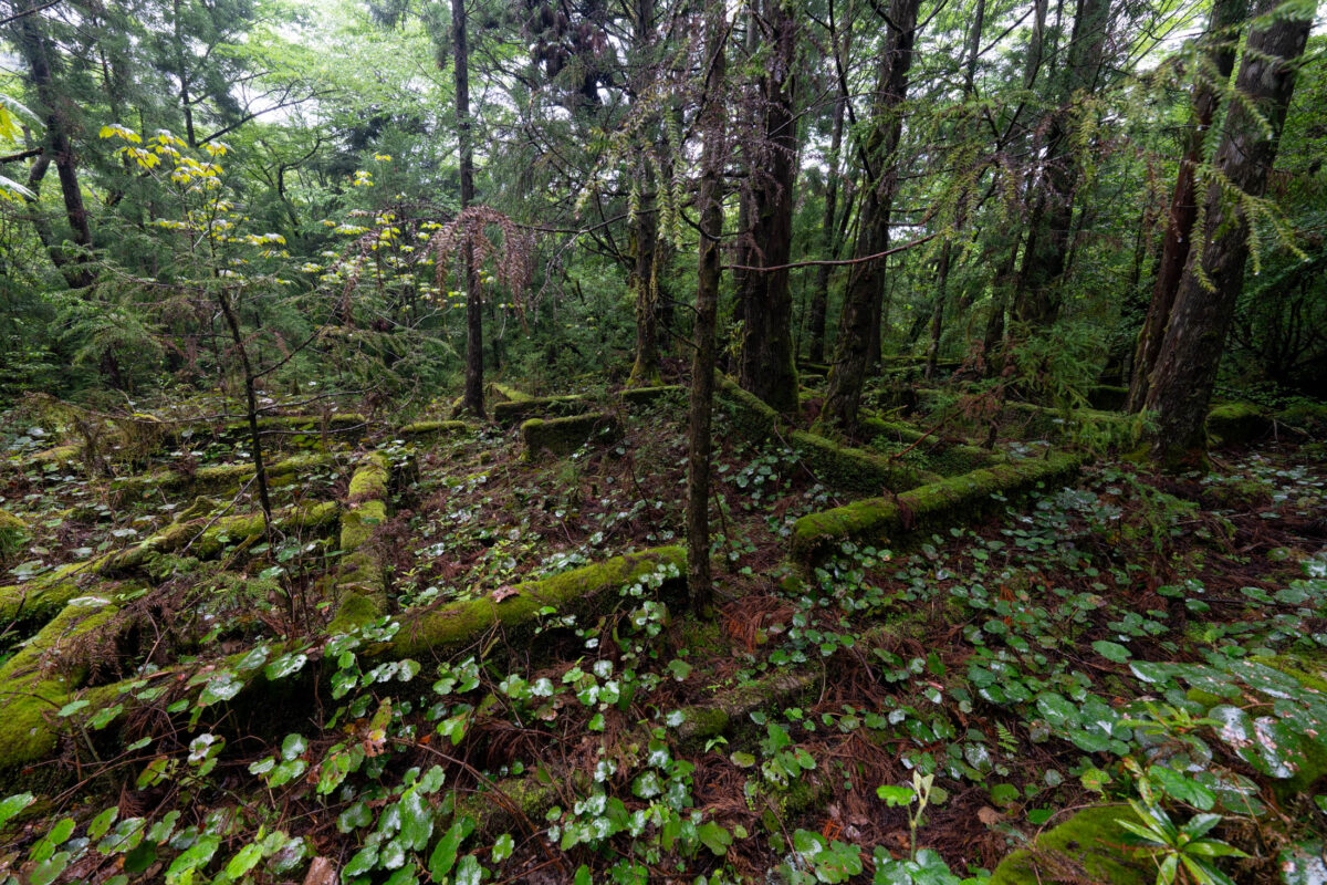 Mossy Japanese forest with fallen logs, dense green undergrowth, and filtered light