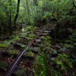 Moss-covered railway tracks crossing a stream in a lush green forest corridor.