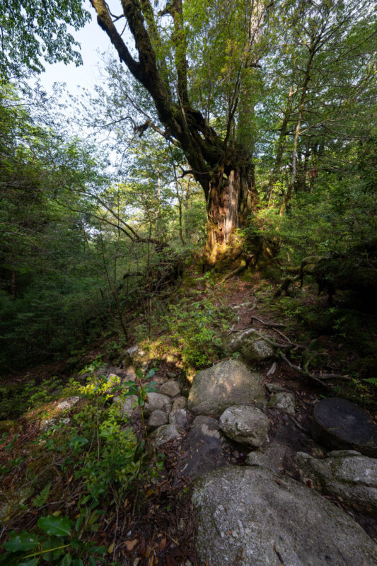 Mossy stone path leading to ancient cedar in Shiratani Unsui Gorge forest, Yakushima