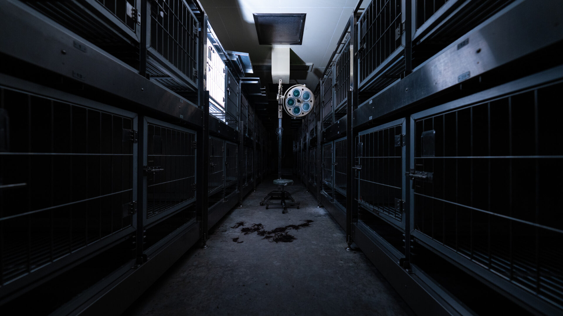 Dim lab corridor lined with stacked metal animal cages under surgical ceiling light.