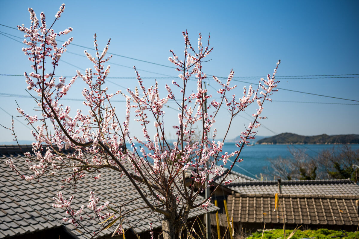 Ogijima