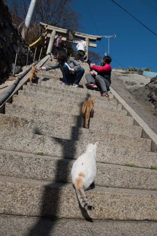 Ogijima