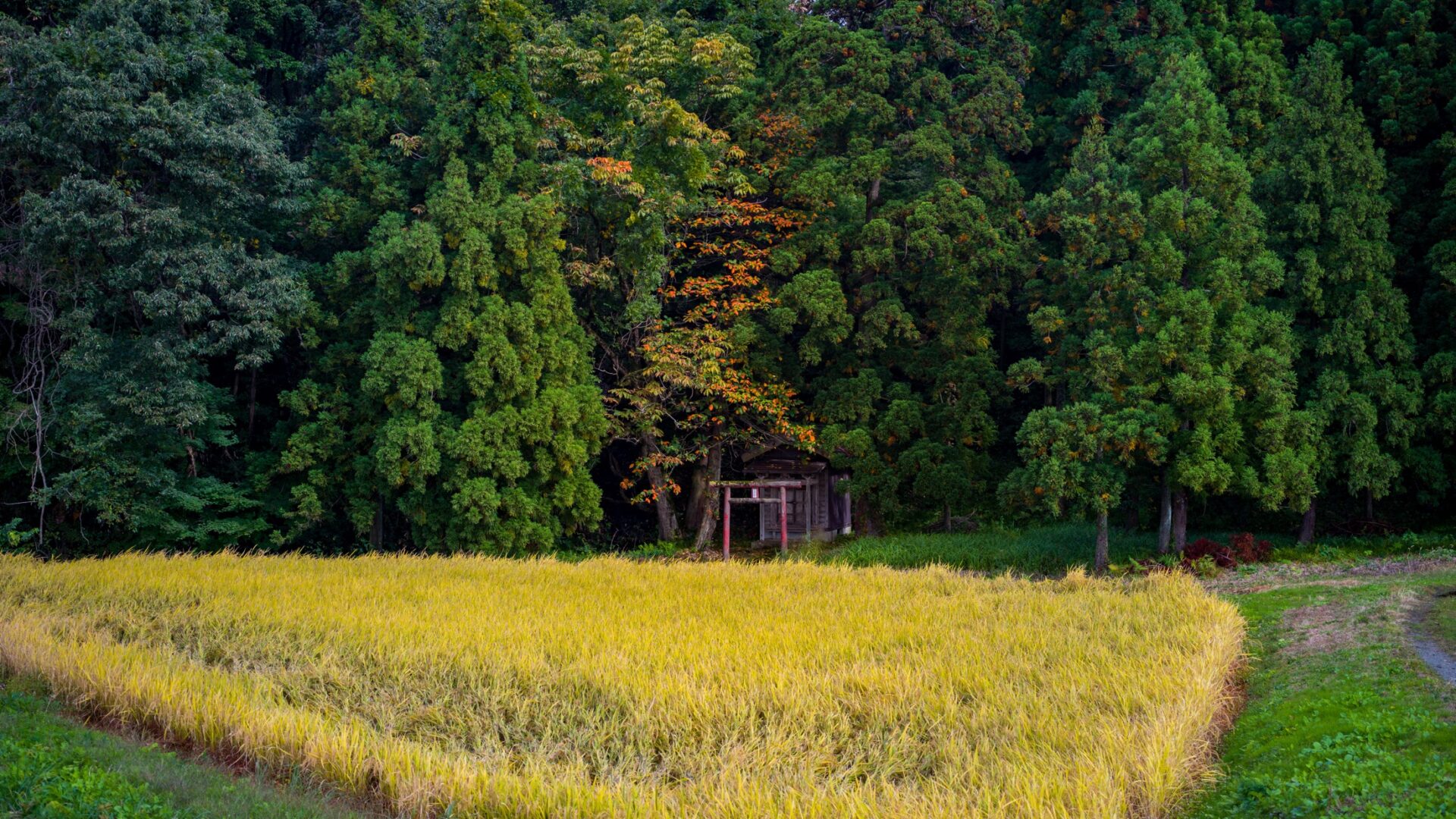 通年