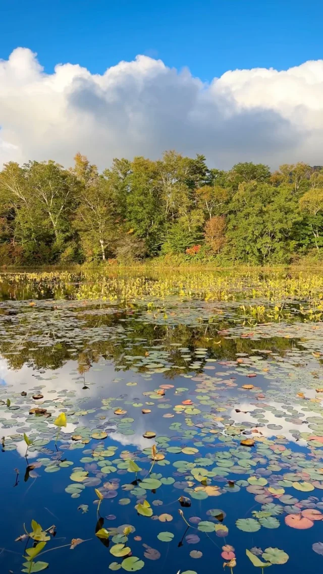 Les couleurs d’automne sont un peu en retard, mais ça commence doucement et sûrement. Ici, le 12 Octobre, un petit étang de Nagano.