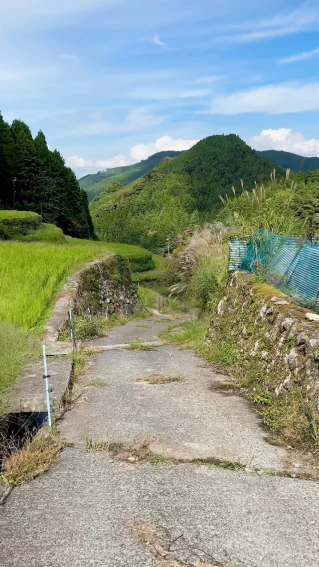 Des rizières, suivies par des champs de thé vert, dans la région de Fukuoka 🍵🍚🌾 C’est l’automne, et pourtant il fait 30 degrés, tout est vert ! 💚 Je vous laisse cette fois l’ambiance sonore originale, malgré la voix de papa présente sur quasiment chaque seconde de la vidéo 😵🤣