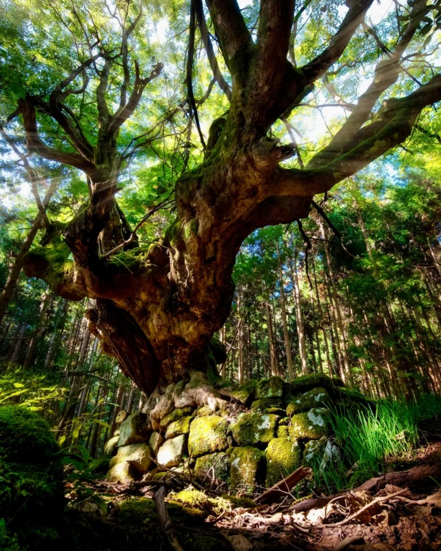 Un arbre majestueux, qui trônait au centre d’un ancien village de bûcherons, en plein milieu d’une forêt et à des lieux d’un autre village. Magique ! 😭PS : J’en ai déjà parlé en détails, ceux qui me suivent le savent ✨