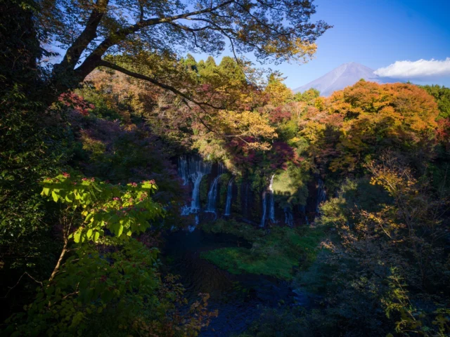 Nature’s perfect harmony: Shiraito Falls with Mount Fuji’s majestic presence peeking through the clouds, surrounded by vivid autumn colors. 🍁🏞️自然の完璧な調和：雲の間から覗く壮大な富士山を背景に、鮮やかな秋の色に包まれた白糸の滝。🍁🏞️#ShiraitoFalls #FujiFiveLakes #MountFuji #JapanNature #AutumnInJapan #OffbeatJapan #Japan