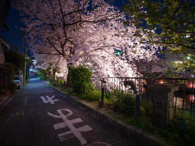 Petals softly glow, Under lanterns' warm embrace, Spring whispers of dreams. ---花びら光る、 灯籠の温かさ、 春の夢ささやく。 ---#SakuraMagic #CherryBlossoms #SpringInJapan #Hanami #NightBeauty #OffbeatJapan #Japan