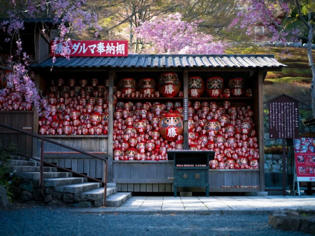 Silent red wishes, Cherry blossoms whispering, Dreams bloom in stillness. 静かな赤の願い、 さくらがささやく、 静けさに夢が咲く。 #cherryblossoms #darumadolls #serenity #natureart #luckycharm #offbeatjapan #japan