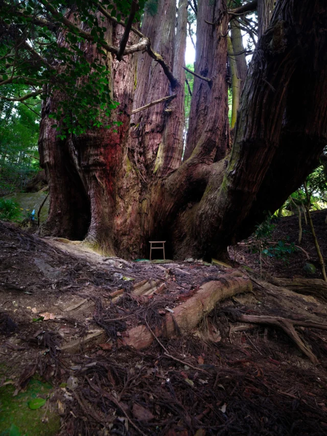 Ancient roots embrace, Rugged bark whispers secrets— Green serenity. ---古代の根 ざらざらした樹皮が囁く— 緑の静寂 ---#ancienttree #mysticalforest #naturewonders #contemplationspot #sereneforest #offbeatjapan #japan