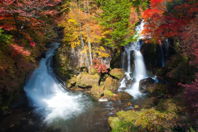 Leaves ablaze with fire, Water whispers through the woods— Autumn's gentle song.  葉は火の如く 森を流れる水— 秋の優しい歌。  #autumninjapan #waterfalls #koyo #japanesemaples #naturelovers #offbeatjapan #japan