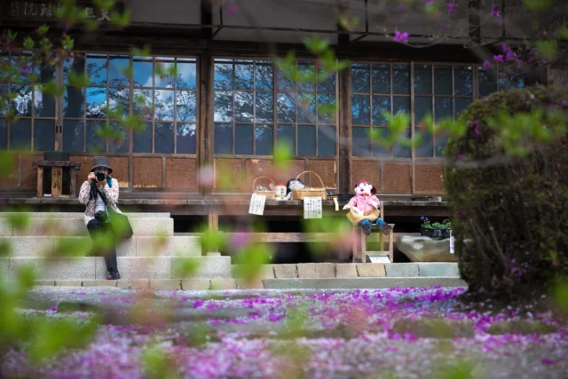Windows hold secrets, Blossoms weave purple and pink, Masked in tradition.窓は秘密を隠し、 紫とピンクの花が織りなす、 伝統を仮面に。#offbeatjapan #japan #kaiku #sakura #japanesetradition #culturaltreasures #springinbloom #hiddenjapan