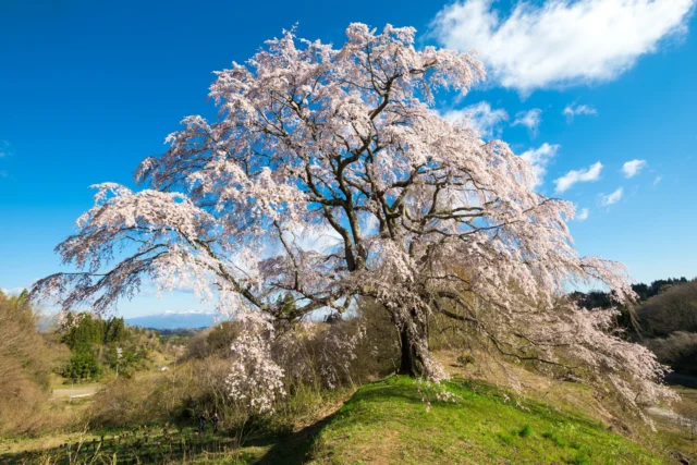 Pink petals whisper, On hill's green embrace, sky's blue— Nature's spring canvas. ピンクの花びら  緑の丘に囁く  春のキャンバス#springcanvas #hanami #sakura #naturelovers #offbeatjapan #japan #traveljapan